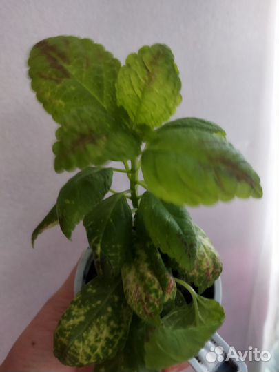 Колеусы Аватар