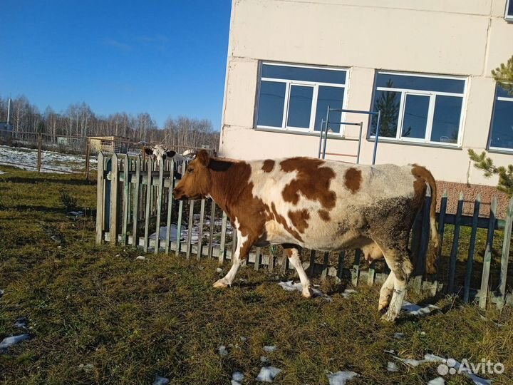 Корова стельная