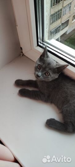 Отдам в добрые руки