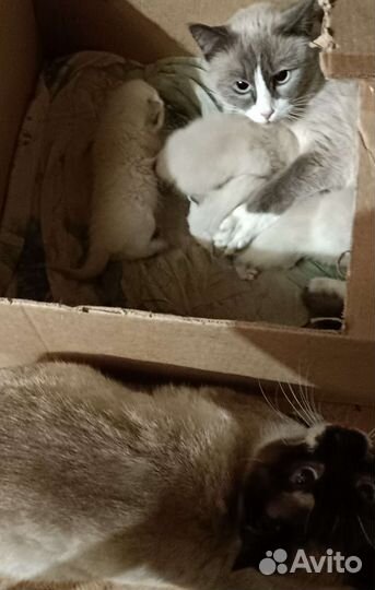 Сиамска тайские котята