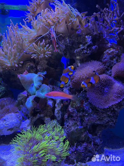 Морской аквариум 80л