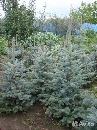 Ель голубая. разновозрастная