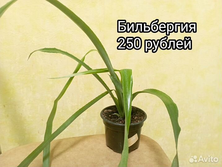 Комнатные цветы