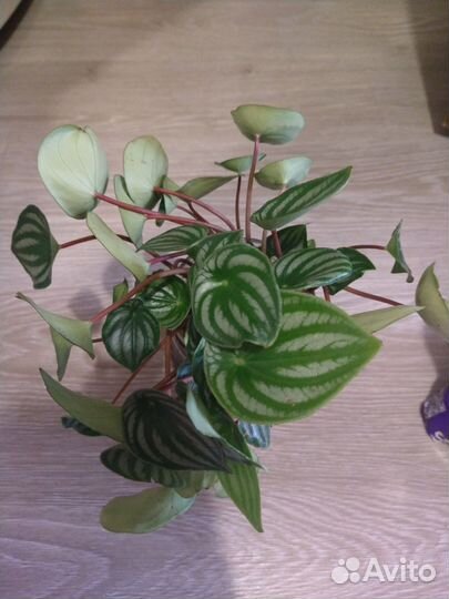 Пеперомия арбузная