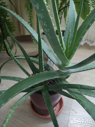 Алоэ, агава, декабрист, ростки и взрослые растения