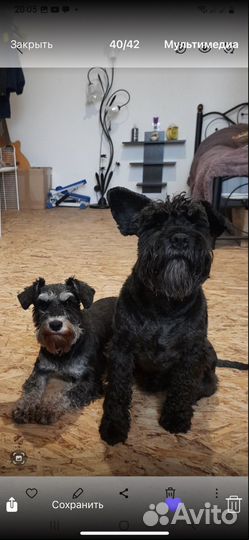 Цвергшнауцер щенки, девочки