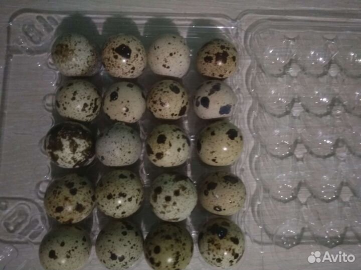Яйца перепелиные, домашние