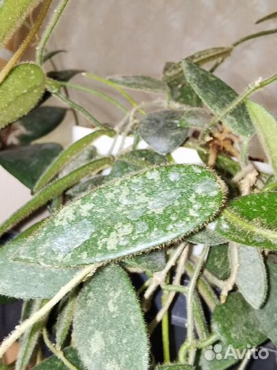 Хойи, церопегии