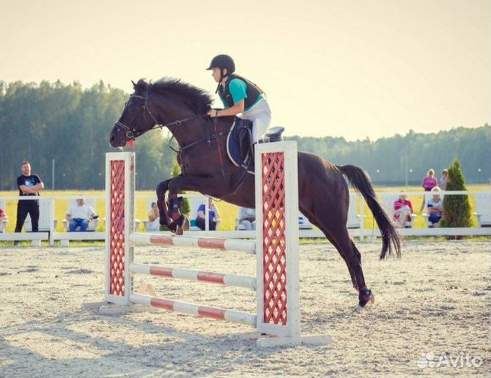 Уроки по верховой езде,аренда лошадей,конный спорт