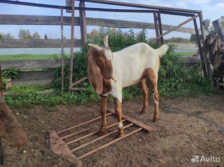 Козочки нуб-камори