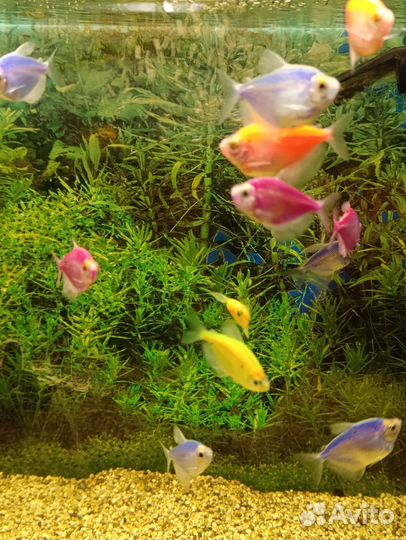 Тернеция glofish