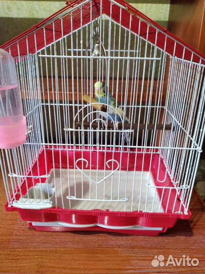 Волнистые попугайчики вместе с клетками