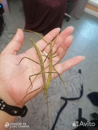 Анамский палочник