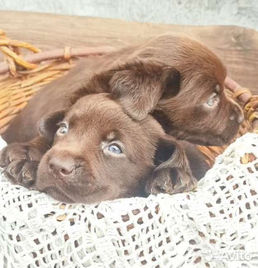 Щенки лабрадора