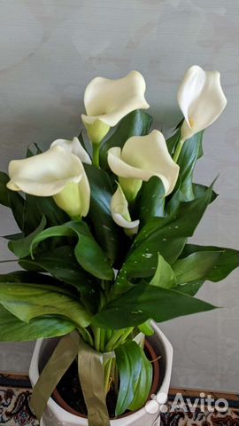 Каллы цветущие белые в подарок