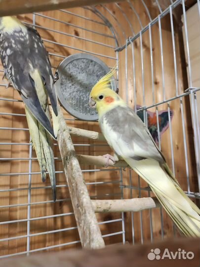 Попугай корелла с клеткой