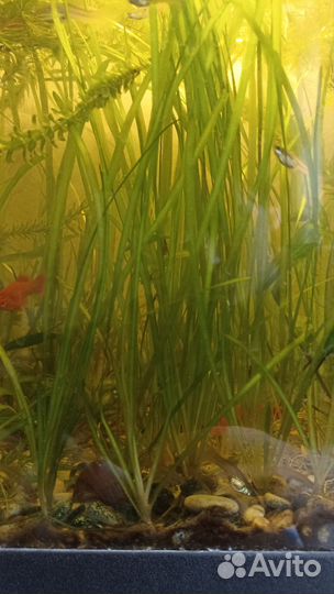 Валеснерия