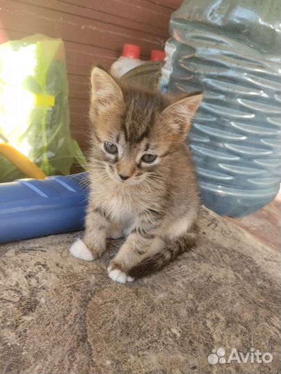 Кошка в дар