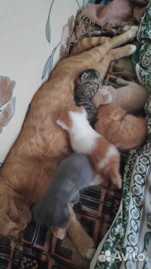 Котята в добрые руки
