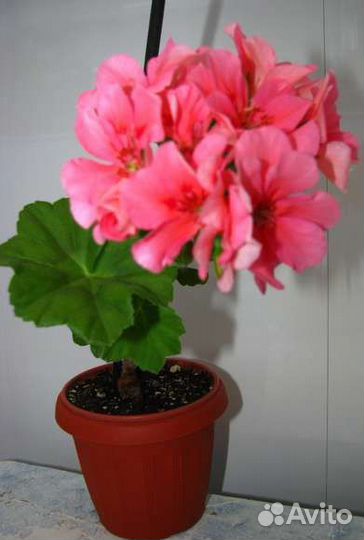 Бальзамины, герани и др. цветы