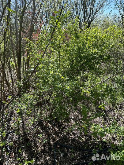 Спирея вангутта