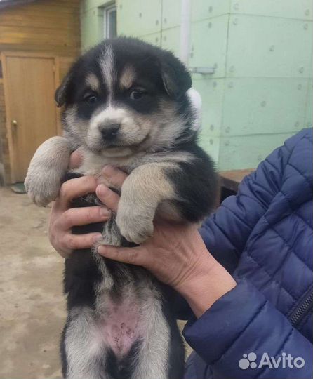 Собака в добрые руки отдам бесплатно