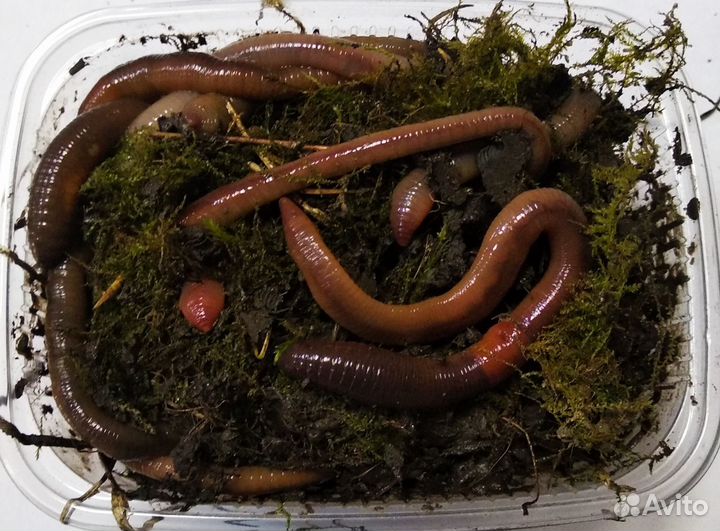 Мотыль. Червь навозный. Выползок. Всё для рыбалки