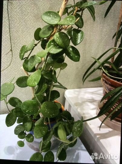 Хойя взрослая