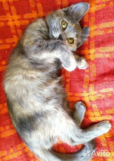 Котенок Пылинка