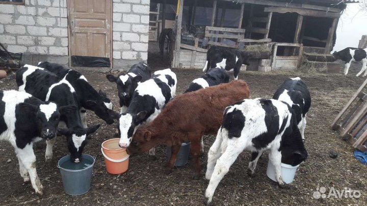 Бычки телята