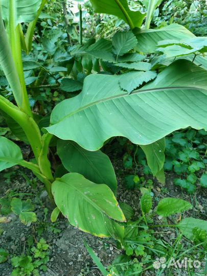 Декоративный банан