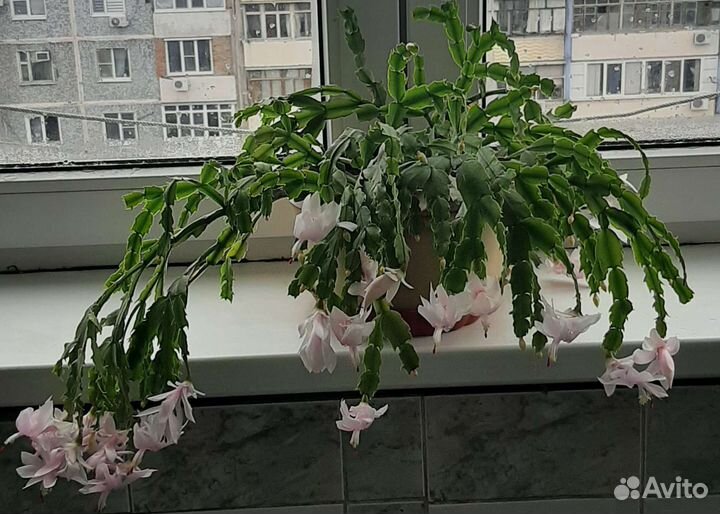 Декабрист шлюмбергера