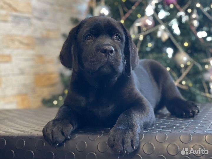 Щенки лабрадора РКФ