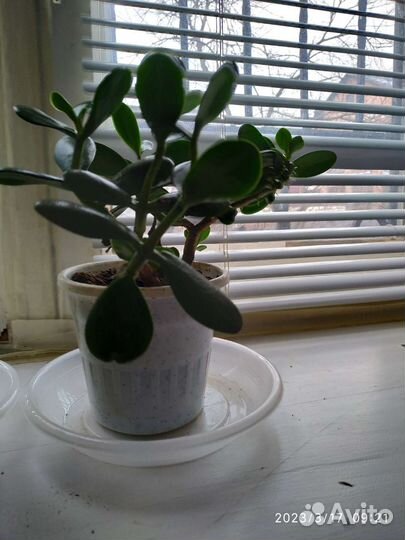 Денежное дерево