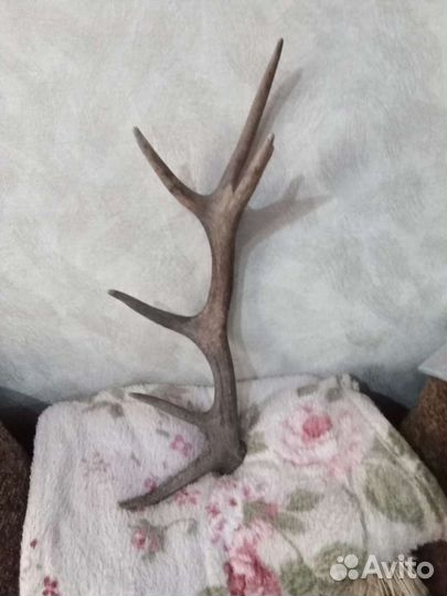 Рога оленя