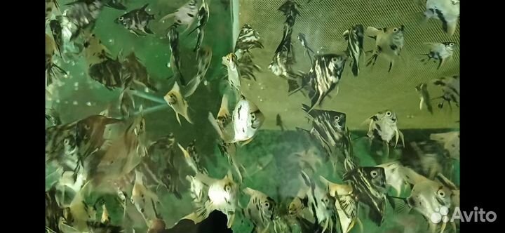 Аквариумные рыбки