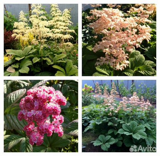 Растения из сада Александровых