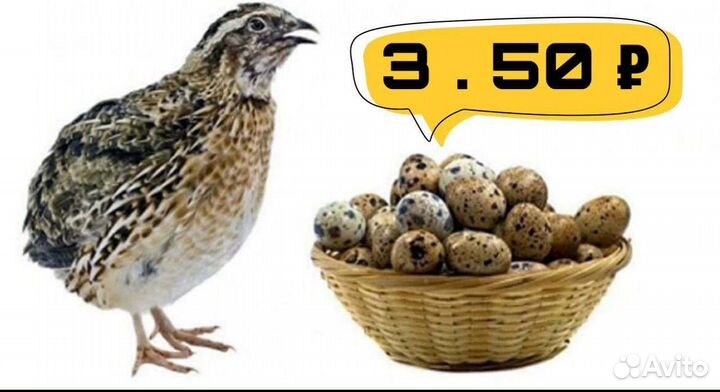 Яйца перепелиные домашние