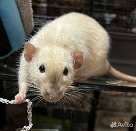 Крыса тоша 9 мес