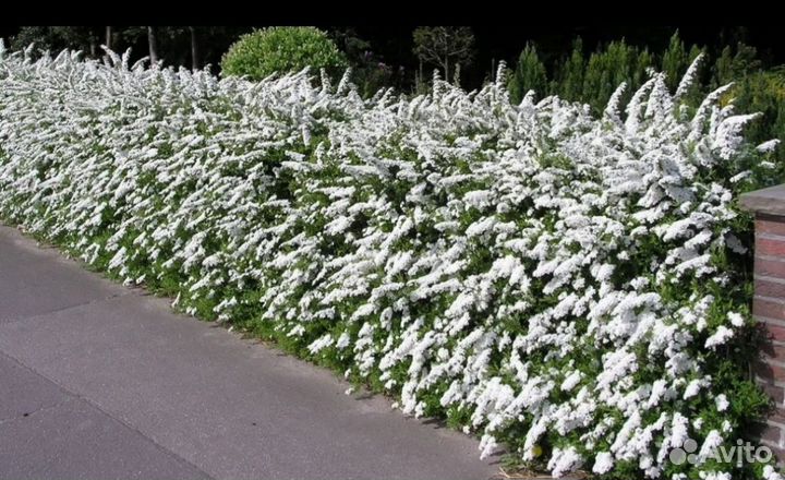 Хвойные растения и саженцы спирея грефштейн