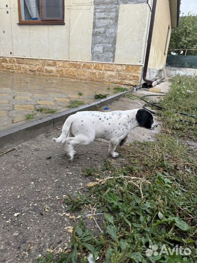 Девочка далматинка отдам в хорошие руки