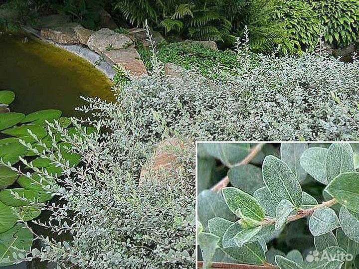 Саженцы Ивы