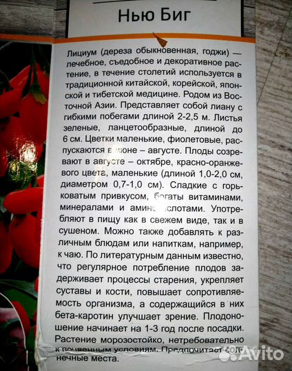 Годжи подросшее растение