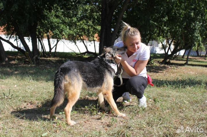 Небольшой песик ищет дом из приюта