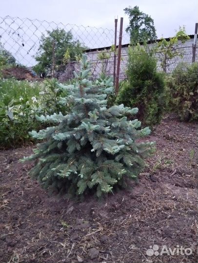 Ель голубая зелёная