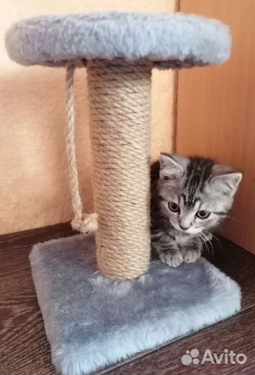 Британский котёнок 