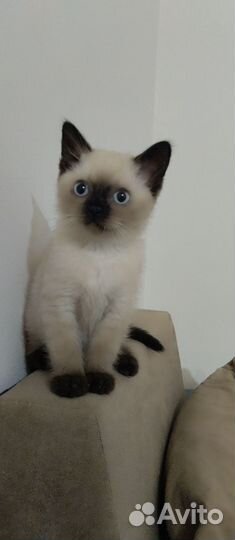 Шатландский кот