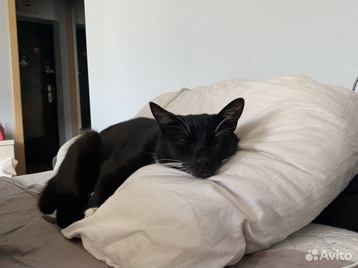 Передержка кошек, собак, грызунов и птиц