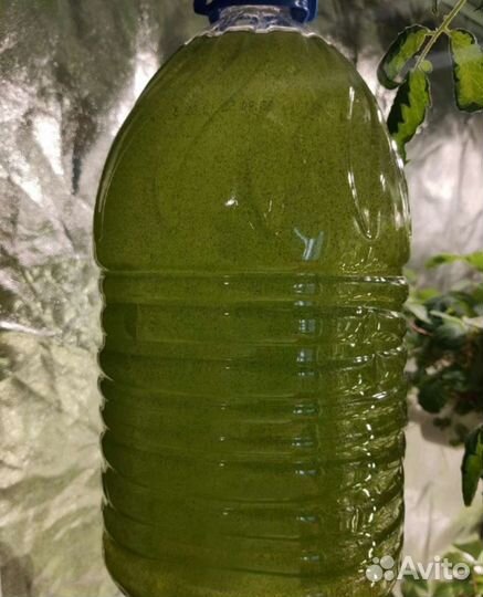 Хлорелла для водоемов свежая