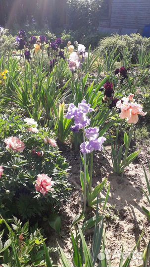 Ирисы бородатые высокорослые крупноцветковые